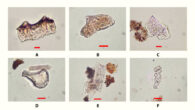 Rice phytoliths from excavations at Ritidian Beach Cave, Guam. Scale bars - 10 μm. Image credit: Carson et al., doi: 10.1126/sciadv.adw3591.
