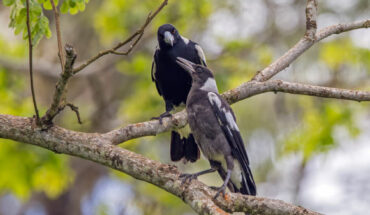 Australian magpies (Gymnorhina tibicen), adult and juvenile, at Taveuni, Fiji. Image credit: Charles J. Sharp, https://www.sharpphotography.co.uk / CC BY-SA 4.0.