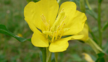 This image shows Oenothera biennis, a flower that produces an oil containing a high content of linolenic acid. Image credit: Georg Slickers / CC BY-SA 4.0.