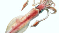 This lithograph shows Loligo forbesii, a species of squid in the order Myopsida. Image credit: Comingio Merculiano.