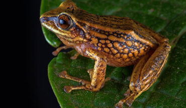 Pristimantis chinguelas. Image credit: Chávez et al., doi: 10.3897/evolsyst.9.148522.