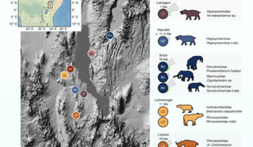 The Turkana Basin within the East African Rift System preserves fossil assemblages that date back more than 66 million years; Green et al. collected powdered samples for paleoproteomic analysis from the dense interiors of enamel from large herbivores from the Early Pleistocene back to the Oligocene (29 million years). Image credit: Green et al., doi: 10.1038/s41586-025-09040-9.