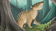 An artist’s restoration of Novaculadon mirabilis. Image credit: Hamzah Imran.