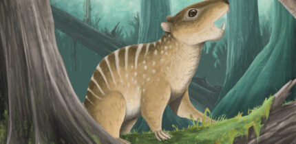 An artist’s restoration of Novaculadon mirabilis. Image credit: Hamzah Imran.