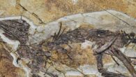 The skeleton of Pulaosaurus qinglong in left lateral view. Image credit: Hailong Zhang.