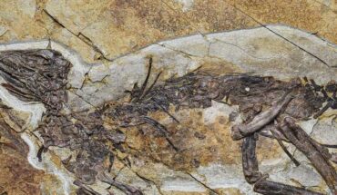 The skeleton of Pulaosaurus qinglong in left lateral view. Image credit: Hailong Zhang.