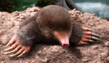 Life reconstruction of Vulcanoscaptor ninoti. Image credit: Jesús Gamarra / IPHES-CERCA.