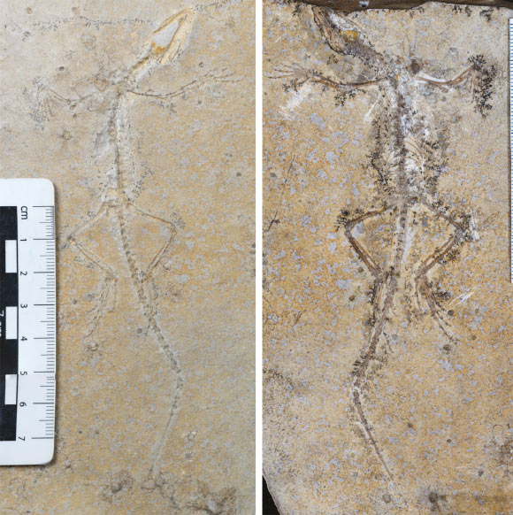 The holotype of Sphenodraco scandentis. Left: the main slab, containing some bone remains and the imprint of the skeleton. Right: the counterslab, containing most of the skeletal remains. Image credit: Beccari et al., doi: 10.1093/zoolinnean/zlaf073.