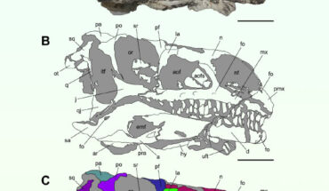 Articulated skull of the new massopodan sauropodomorph dinosaur in right lateral view. Scale bars - 5 cm. Image credit: Lania et al., doi: 10.1186/s13358-025-00373-6.