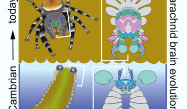 Mollisonia symmetrica is characterized by a backward-folded unsegmented brain. Image credit: Strausfeld et al., doi: 10.1016/j.cub.2025.06.063.