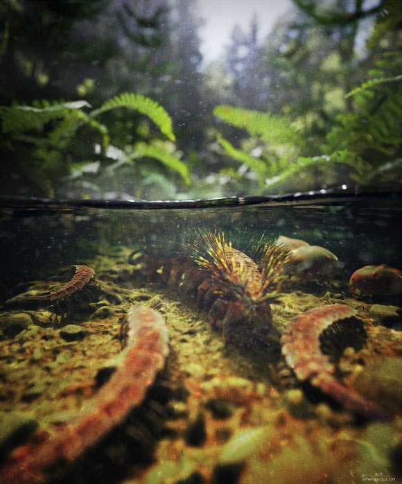 Environmental reconstruction of the Montceau-les-Mines Lagerstätte with Palaeocampa anthrax: a large Palaeocampa anthrax is depicted at the edge of a shallow inland streambed, shadowed by the lush vegetation and mist of a coal forest, flanked by several euthycarcinoids, Sottyxerxes multiplex, and a pair of freshwater xiphosurans, Alanops magnificus; the nearest ocean environment is several hundred km southwest. Image credit: Knecht et al., doi: 10.1038/s42003-025-08483-0.