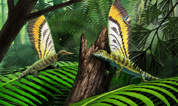 Mirasaura grauvogeli in its natural forested environment, hunting insects. Image credit Gabriel Ugueto.