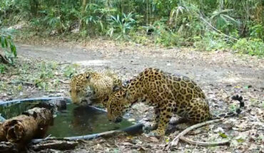 Jaguars get relief from the heat at an artificial waterhole in Guatemala. Image credit: WCS Guatemala.