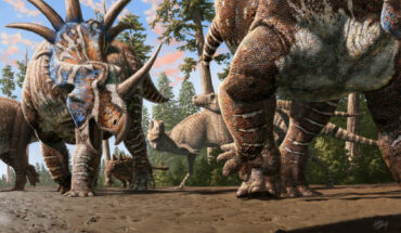 A herd of ceratopsians (Styracosaurus albertensis) accompanied by an ankylosaur (Euplocephalus tutus) walk through an old river channel under the watchful eyes of two tyrannosaurs (Gorgosaurus libratus). Image credit: Julius Csotonyi.