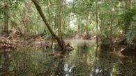 Swamp forest in the Democratic Republic of the Congo. Image credit: Greta Dargie.