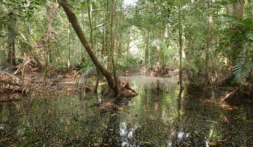 Swamp forest in the Democratic Republic of the Congo. Image credit: Greta Dargie.