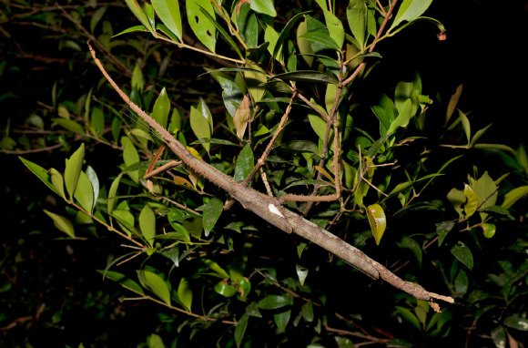Holotype of Acrophylla alta in nature. Image credit: Ross M. Coupland.