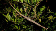 Holotype of Acrophylla alta in nature. Image credit: Ross M. Coupland.