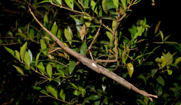 Holotype of Acrophylla alta in nature. Image credit: Ross M. Coupland.