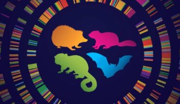 Studying the evolution of hibernators like some hedgehogs, bats, ground squirrels, and lemurs could reveal the secrets of their remarkable resilience. Image credit: Chrissy Richards.