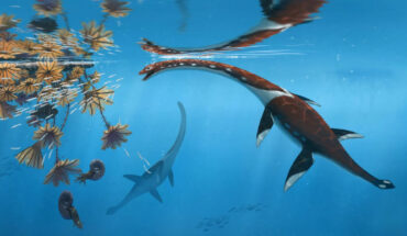 Life reconstruction of Plesionectes longicollum. Image credit: Peter Nickolaus.