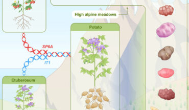 Interspecific hybridization may trigger species radiation by creating allele combinations and traits. Cultivated potato and its 107 wild relatives from the Petota lineage all share the distinctive trait of underground tubers, but the underlying mechanisms for tuberization and its relationship to extensive species diversification remain unclear. Through analyses of 128 genomes, including 88 haplotype-resolved genomes, Zhang et al. revealed that Petota is of ancient hybrid origin, with all members exhibiting stable mixed genomic ancestry, derived from the Etuberosum and Tomato lineages ca. 8-9 million years ago. Image credit: Zhang et al., doi: 10.1016/j.cell.2025.06.034.