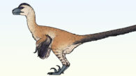 Life reconstruction of Shri rapax. Image credit: Connor Ashbridge / CC BY 4.0.