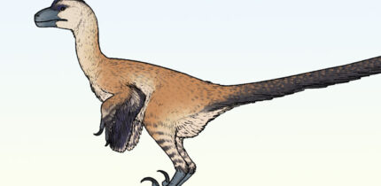 Life reconstruction of Shri rapax. Image credit: Connor Ashbridge / CC BY 4.0.