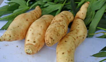 ‘Tanzania’ sweetpotato variety. Image credit: Benard Yada, National Crops Resources Research Institute in Uganda.