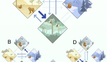 Primates historically transitioned across diverse climates: (A) transition between the temperate (top), arid (left), tropical (bottom), and cold (right), main climates, for all primates; arrow size represents the proportion of phylogenetic branches with the respective transitions; (B) climatic transitions for early primates, who were living between 65 and 47.8 million years ago; (C) climatic transitions for species that were living between 47.8 and 23.03 million years ago; (D) climatic transitions for species that were living from 23.03 million years ago to the present. Image credit: Avaria-Llautureo et al., doi: 10.1073/pnas.2423833122.