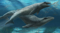 Janjucetus dullardi calf and mother swimming through the shallow seas off Victoria, 25 million years ago. Image credit: Ruairidh Duncan.