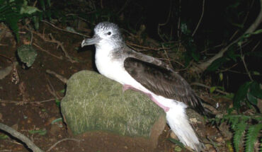 The streaked shearwater (Calonectris leucomelas), a species of seabird found in the Pacific Ocean. Image credit: Kanachoro.
