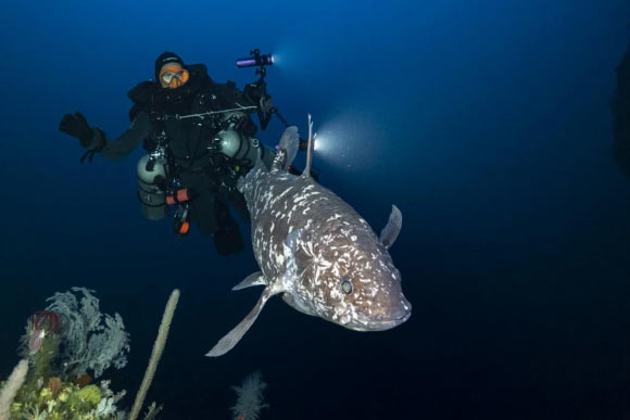Deep diver about a meter behind the Indonesian coelacanth (Latimeria menadoensis) discovered at a depth of 144 m in North Maluku, Indonesia. Image credit: Alexis Chappuis.