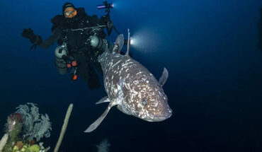 Deep diver about a meter behind the Indonesian coelacanth (Latimeria menadoensis) discovered at a depth of 144 m in North Maluku, Indonesia. Image credit: Alexis Chappuis.