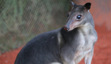 The white-tailed deer (Odocoileus virginianus nelsoni) female in Belize. Image credit: Charles J. Sharp / CC BY-SA 4.0.