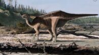 Life restoration of Istiorachis macarthurae. Image credit: James Brown.