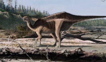 Life restoration of Istiorachis macarthurae. Image credit: James Brown.