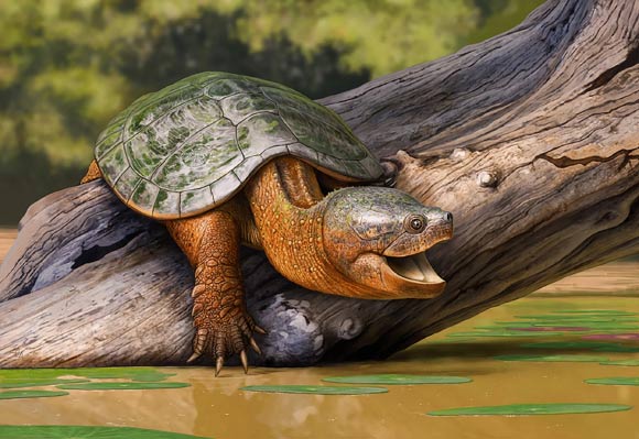 A reconstruction of Tavachelydra stevensoni basking on a log in a ponded water environment. Image credit: Andrey Atuchin.