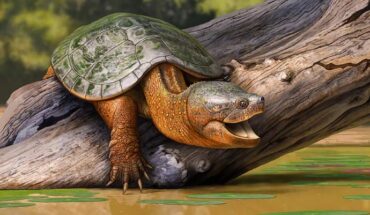 A reconstruction of Tavachelydra stevensoni basking on a log in a ponded water environment. Image credit: Andrey Atuchin.