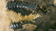 The fossilized teeth of Camarasaurus from the Morrison Formation in the United States. Image credit: Sauriermuseum Aathal.
