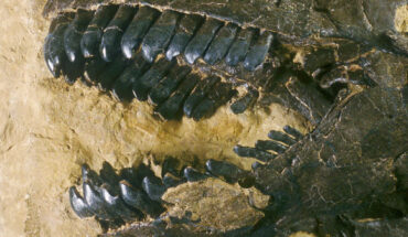 The fossilized teeth of Camarasaurus from the Morrison Formation in the United States. Image credit: Sauriermuseum Aathal.
