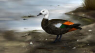 An artistic reconstruction of a female Rēkohu shelduck (Tadorna rekohu) showing the darker plumage common in birds isolated on islands. Image credit: Sasha Votyakova / Te Papa.