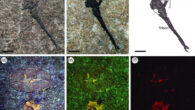 Ciurcalimulus discobolus, holotype. Scale bars - 5 mm. Image credit: James C. Lamsdell, doi: 10.1098/rspb.2025.0874.