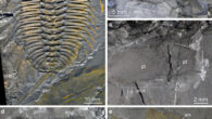 Olenoides serratus from the Burgess Shale. Image credit: Losso et al., doi: 10.1186/s12915-025-02335-3.