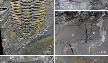 Olenoides serratus from the Burgess Shale. Image credit: Losso et al., doi: 10.1186/s12915-025-02335-3.