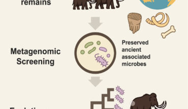 Guinet et al. reconstructed partial genomes of Erysipelothrix from the oldest mammoth sample, representing the oldest authenticated host-associated microbial DNA to date. Image credit: Guinet et al., doi: 10.1016/j.cell.2025.08.003.