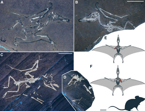 Neonatal examples of Pterodactylus antiquus from the Solnhofen Limestones, Germany. Scale bars - 20 mm. Image credit: Smyth et al., doi: 10.1016/j.cub.2025.08.006.