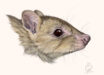 Bettongia haoucharae. Image credit: Nellie Pease.