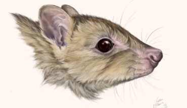 Bettongia haoucharae. Image credit: Nellie Pease.