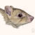Bettongia haoucharae. Image credit: Nellie Pease.